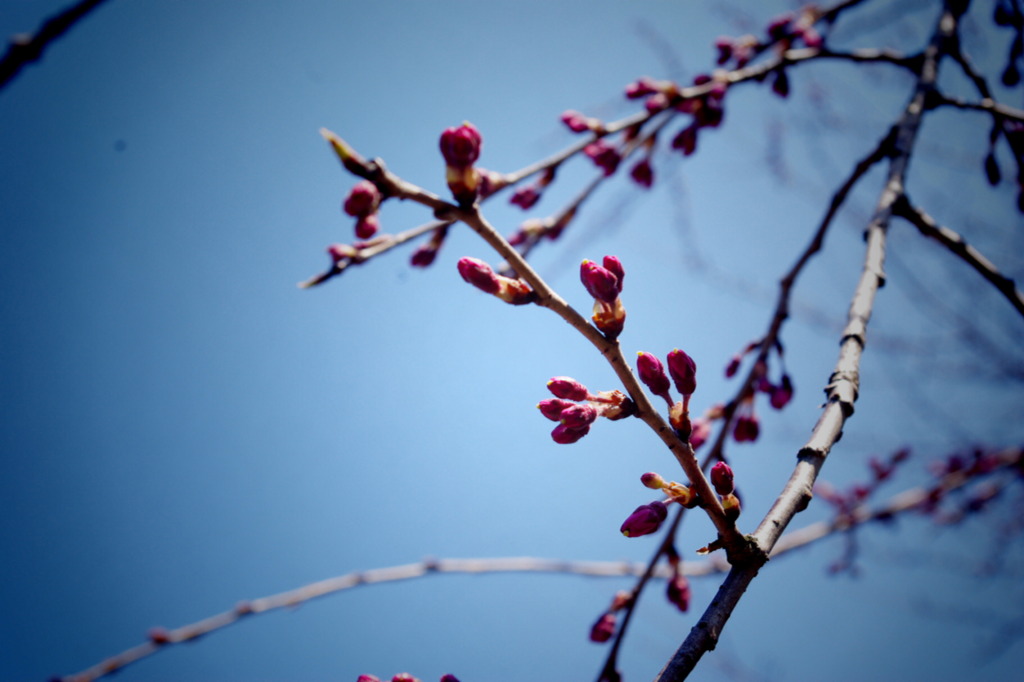 桜のつぼみ。