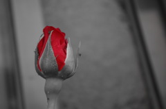 薔薇のつぼみ。
