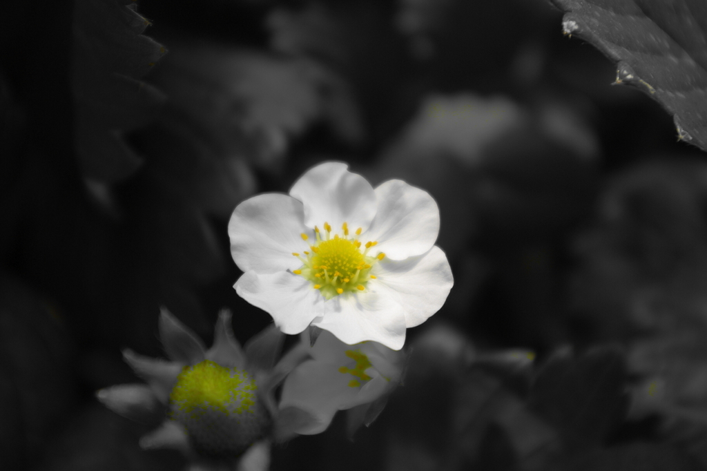いちごのお花。