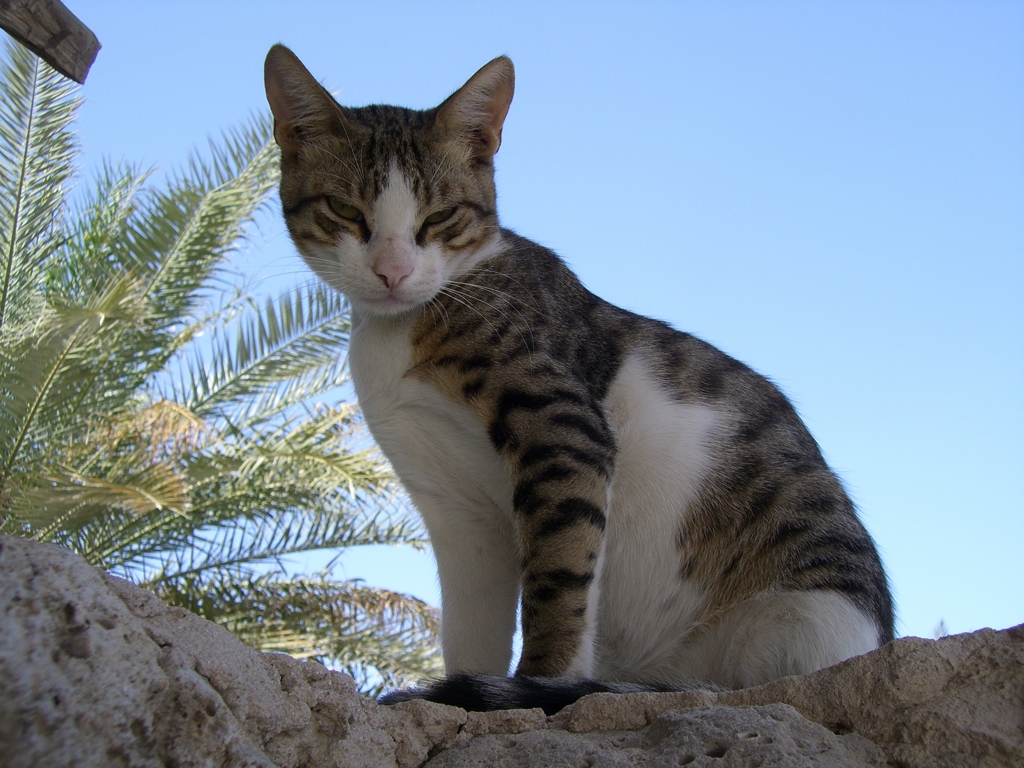 寝ぼけた猫