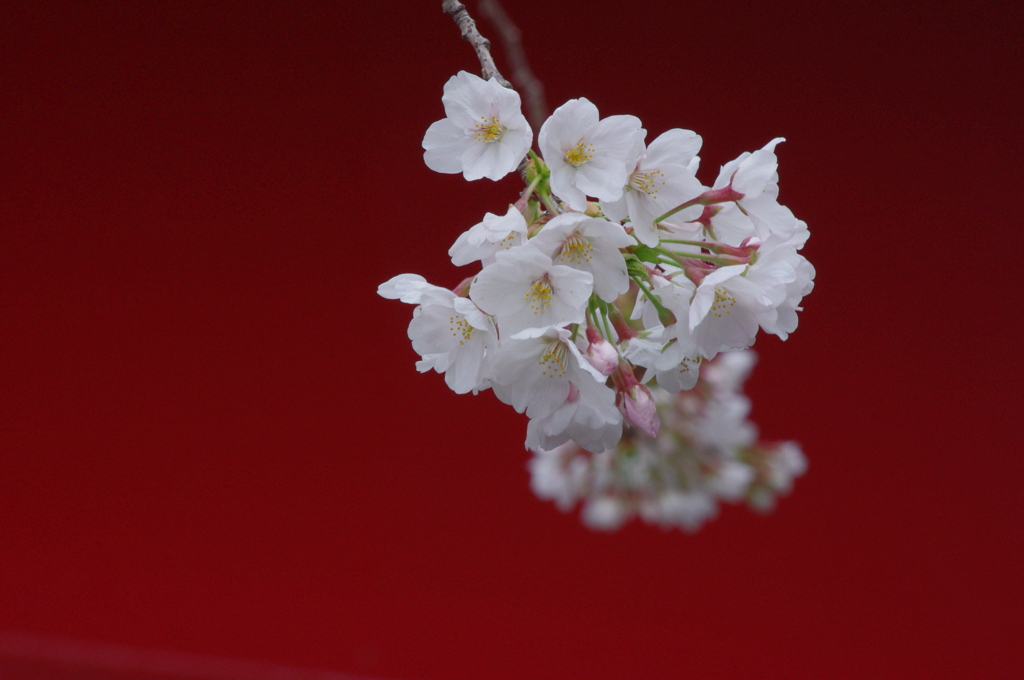 桜