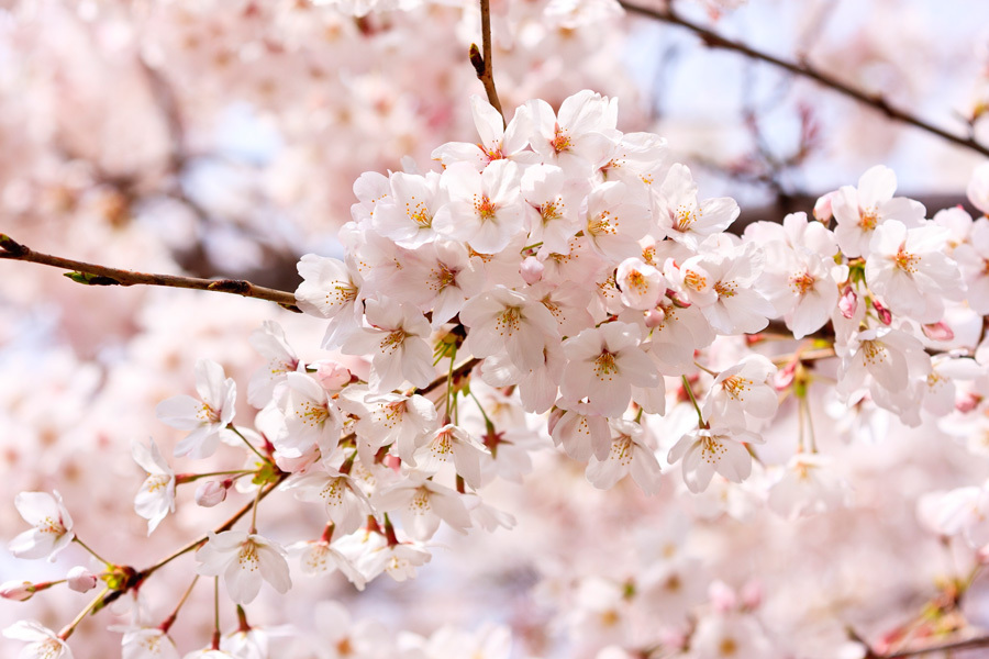 桜
