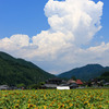 入道雲と向日葵
