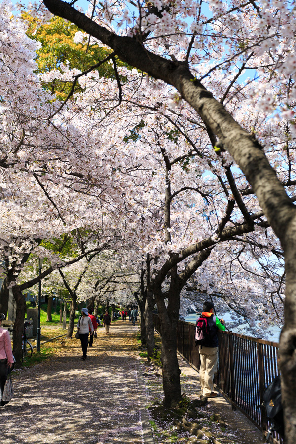 桜を歩く