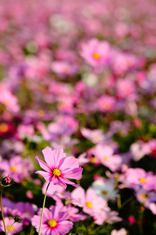 秋桜