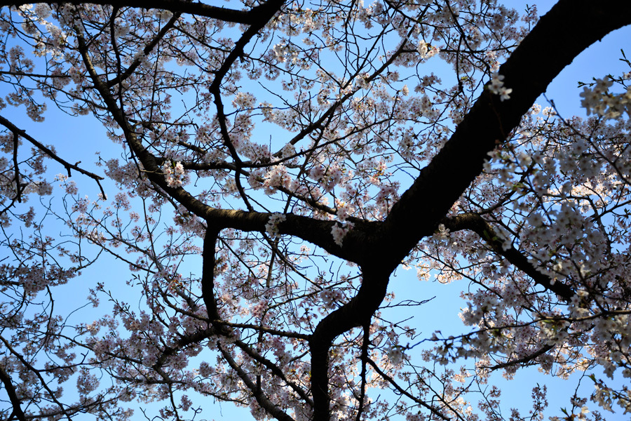 桜