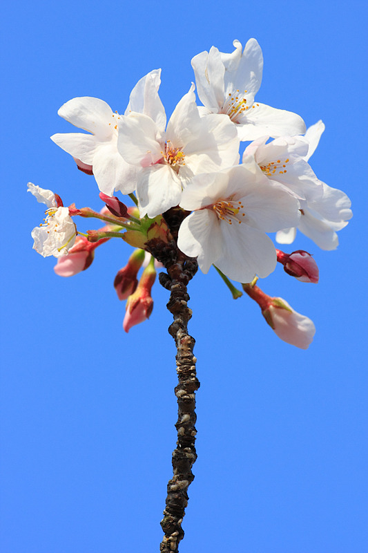 SAKURA