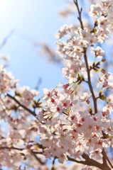 桜