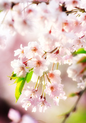 桜