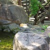 お昼寝