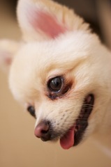のあさん