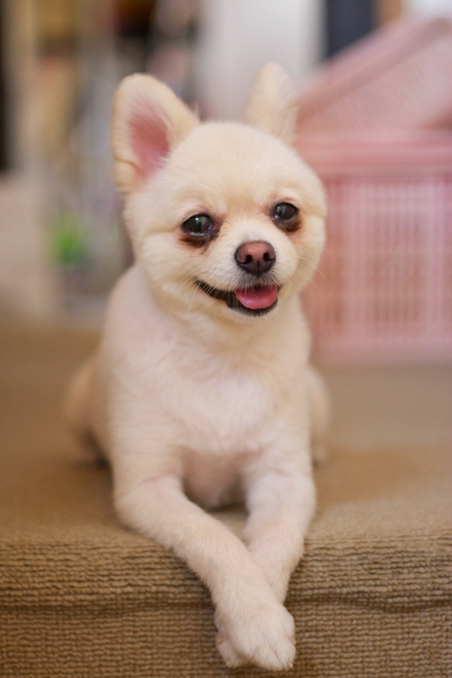 のあさん