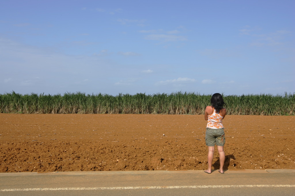 サトウキビ畑