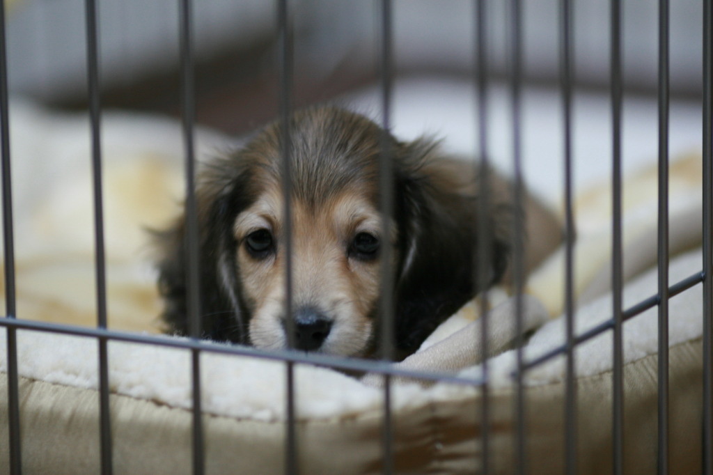 初めまして・・・