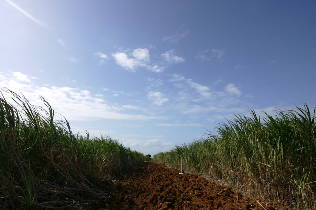 サトウキビ畑