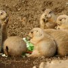 ベジタリアン