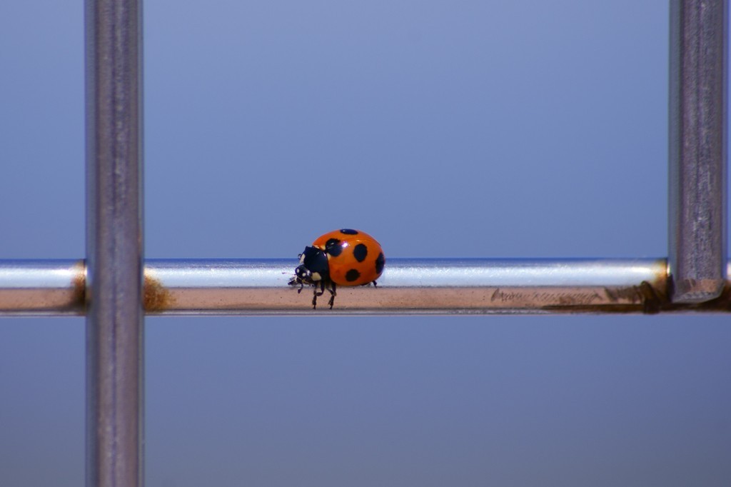 羽田テントウムシ