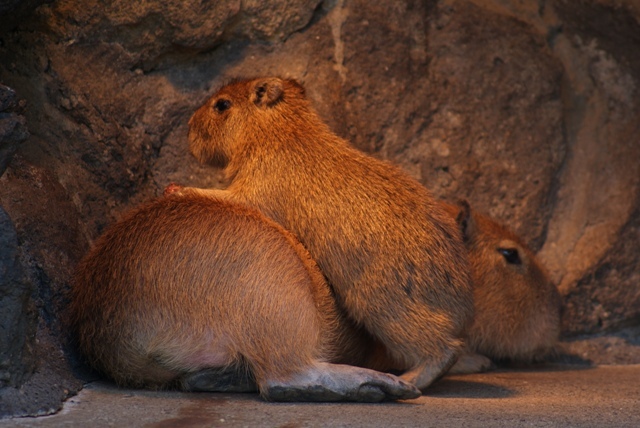 なんだ壁か