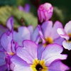 Flower shine