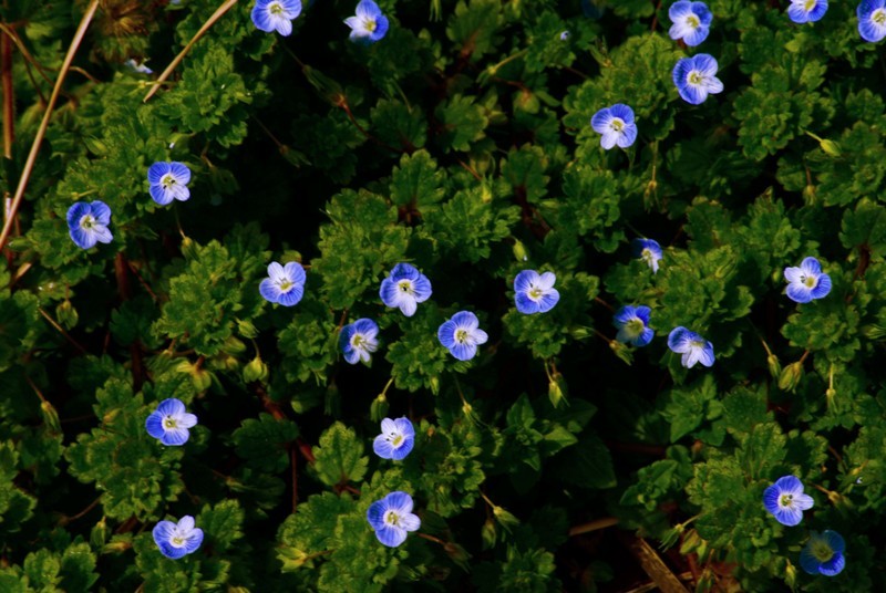 花座
