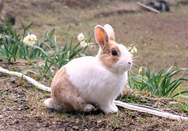 ポーズ