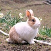 うさぎ