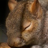 ｚｚｚ