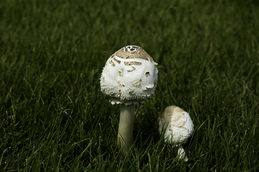 キノコの親子