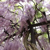 降り注ぐ藤の花