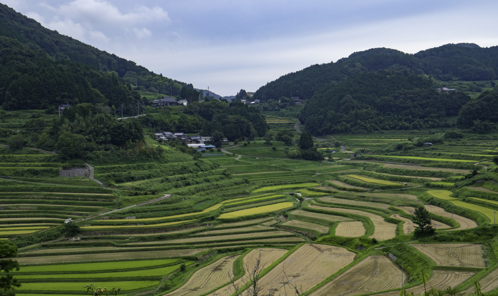 大垪和西棚田-2