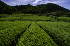 神河町吉富の茶畑