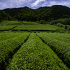 神河町吉富の茶畑