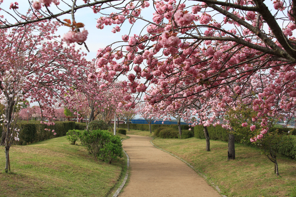 桜並木