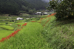 明日香村棚田