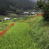 明日香村棚田