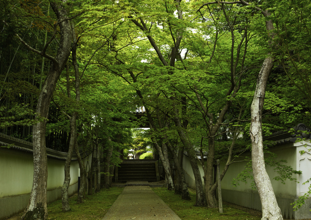 新緑の慈眼寺