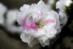 自宅に咲いている花桃