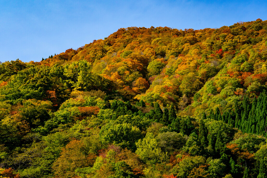 全山紅葉−１