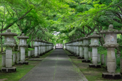 高山寺青もみじ