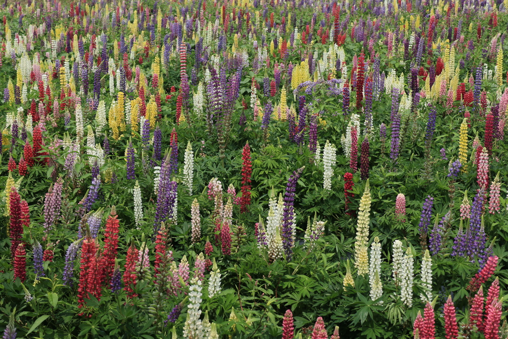 Lupinus