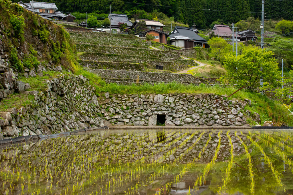 2021岩座神の棚田