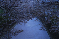 夕暮れの桜