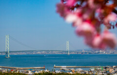 河津桜と明石海峡大橋