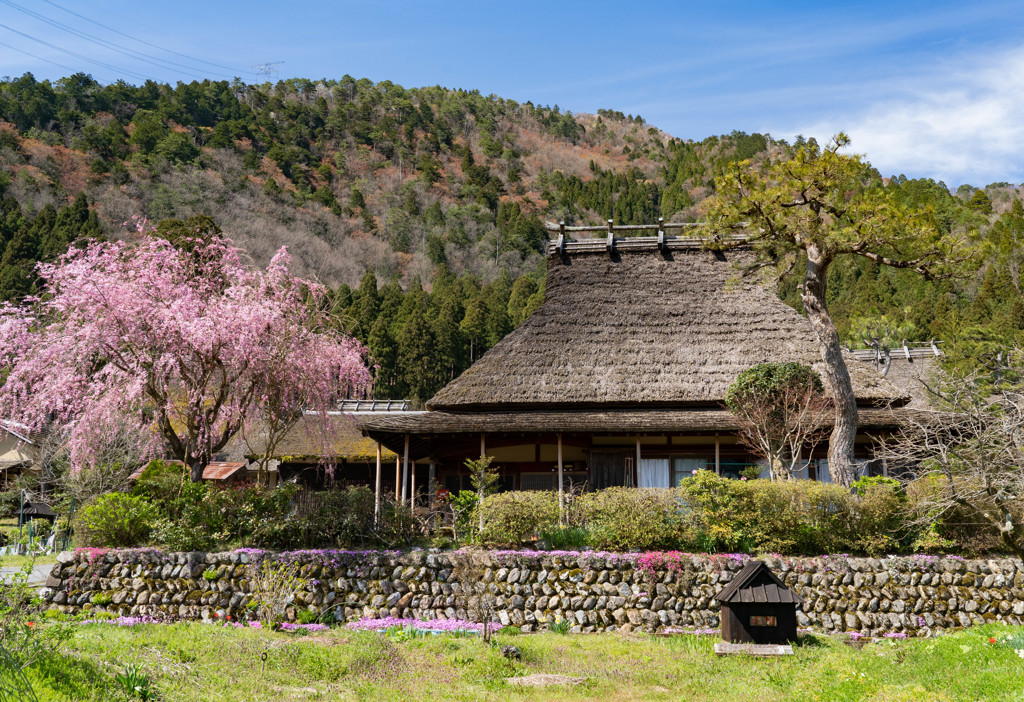 春の美山