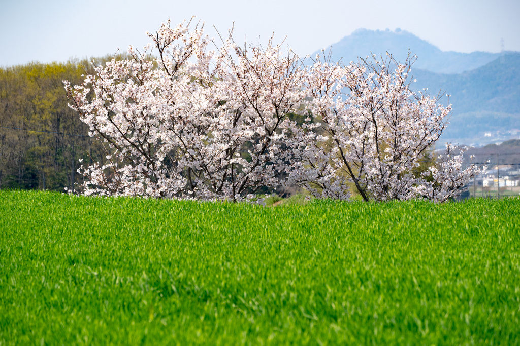 野中の桜