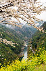 小歩危展望台の桜