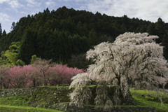 又兵衛桜