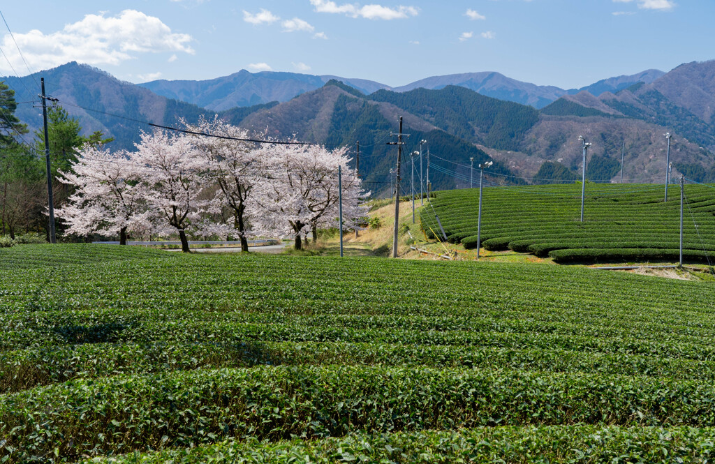 八代茶畑に咲く桜