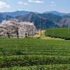 八代茶畑に咲く桜