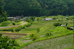 毛原の棚田−２